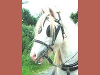 Carriage Driving Experience attraction, Kingsbridge