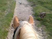 Two hour beginners ride attraction, Princetown